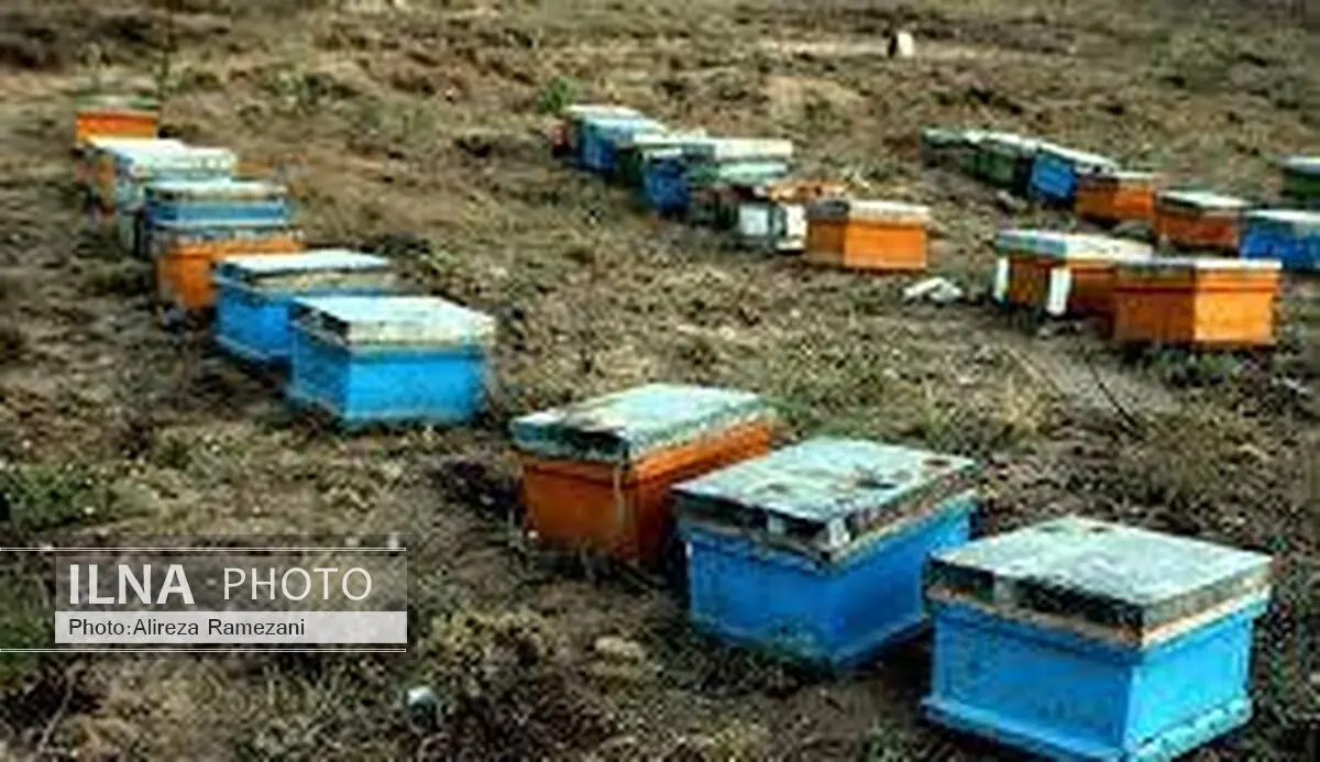 آغاز فصل برداشت عسل در آذربایجان غربی