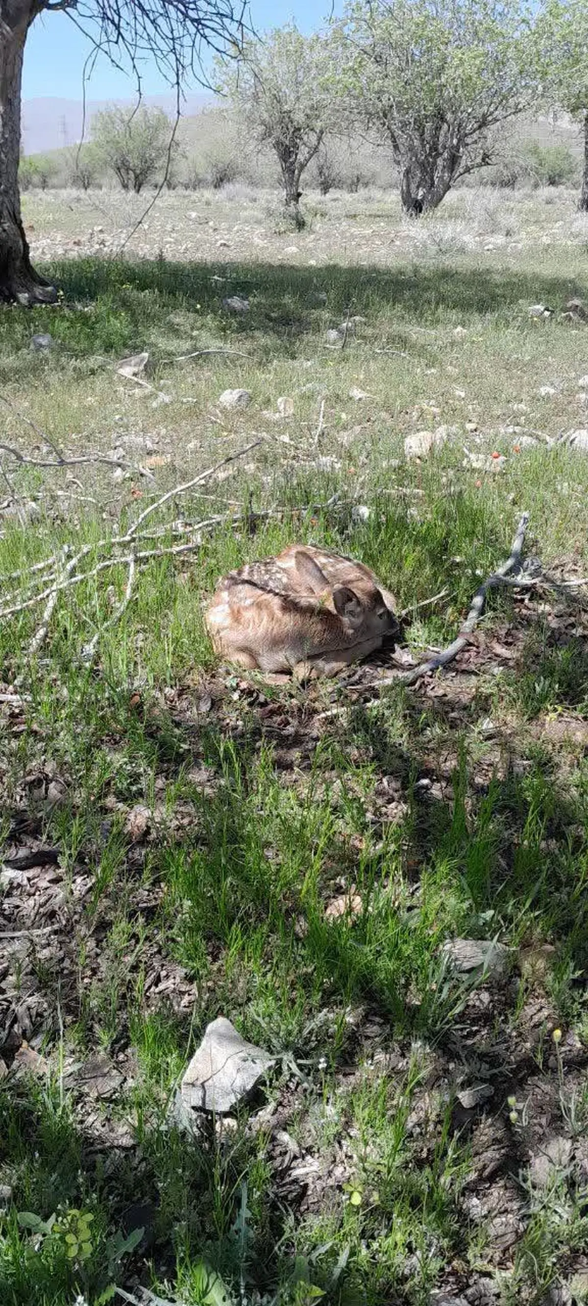 تولد سومین گوزن زرد ایرانی در ارسنجان فارس