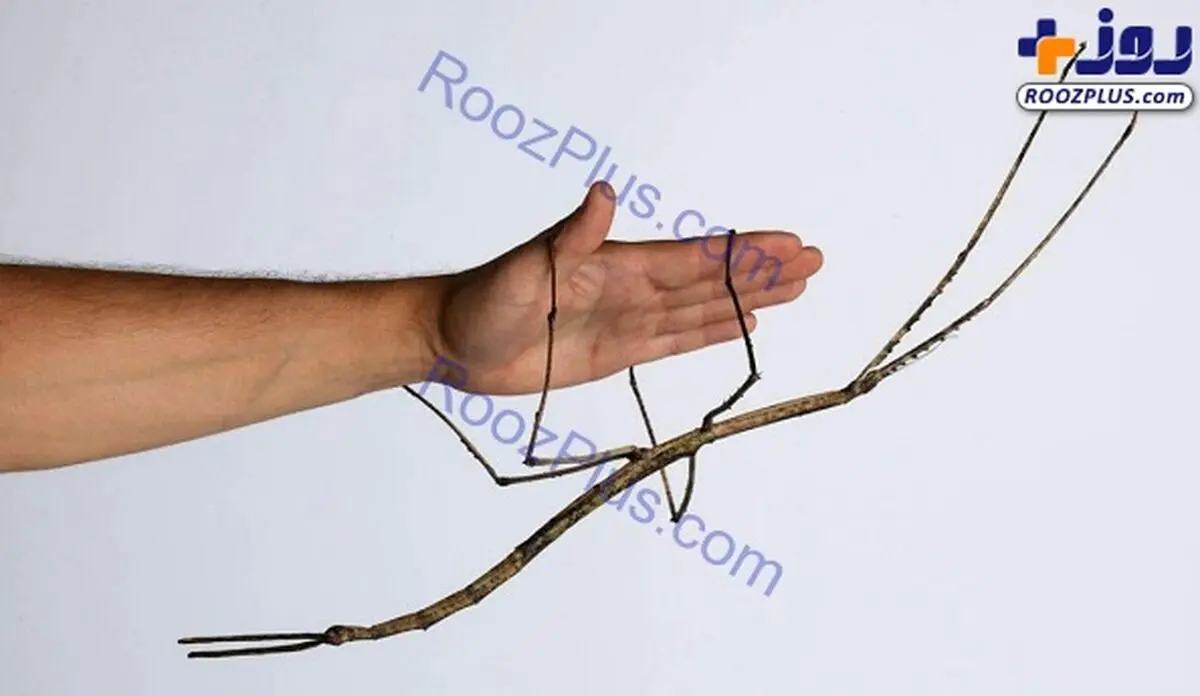 حشره نیم متری کمیاب در جهان +عکس
