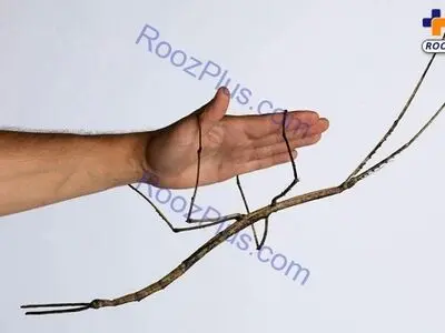 حشره نیم متری کمیاب در جهان +عکس