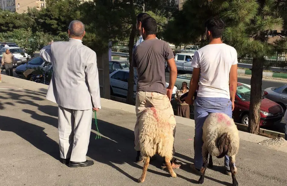 روز پر رفت‌ و آمد کشتارگاه‌های سطح شهر تهران