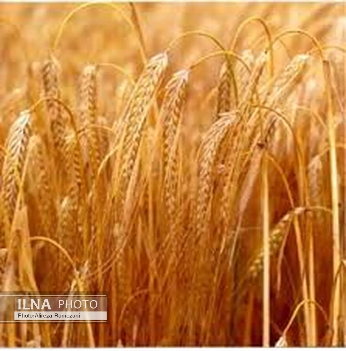 افزایش سه برابری خرید محصول جو در خراسان شمالی