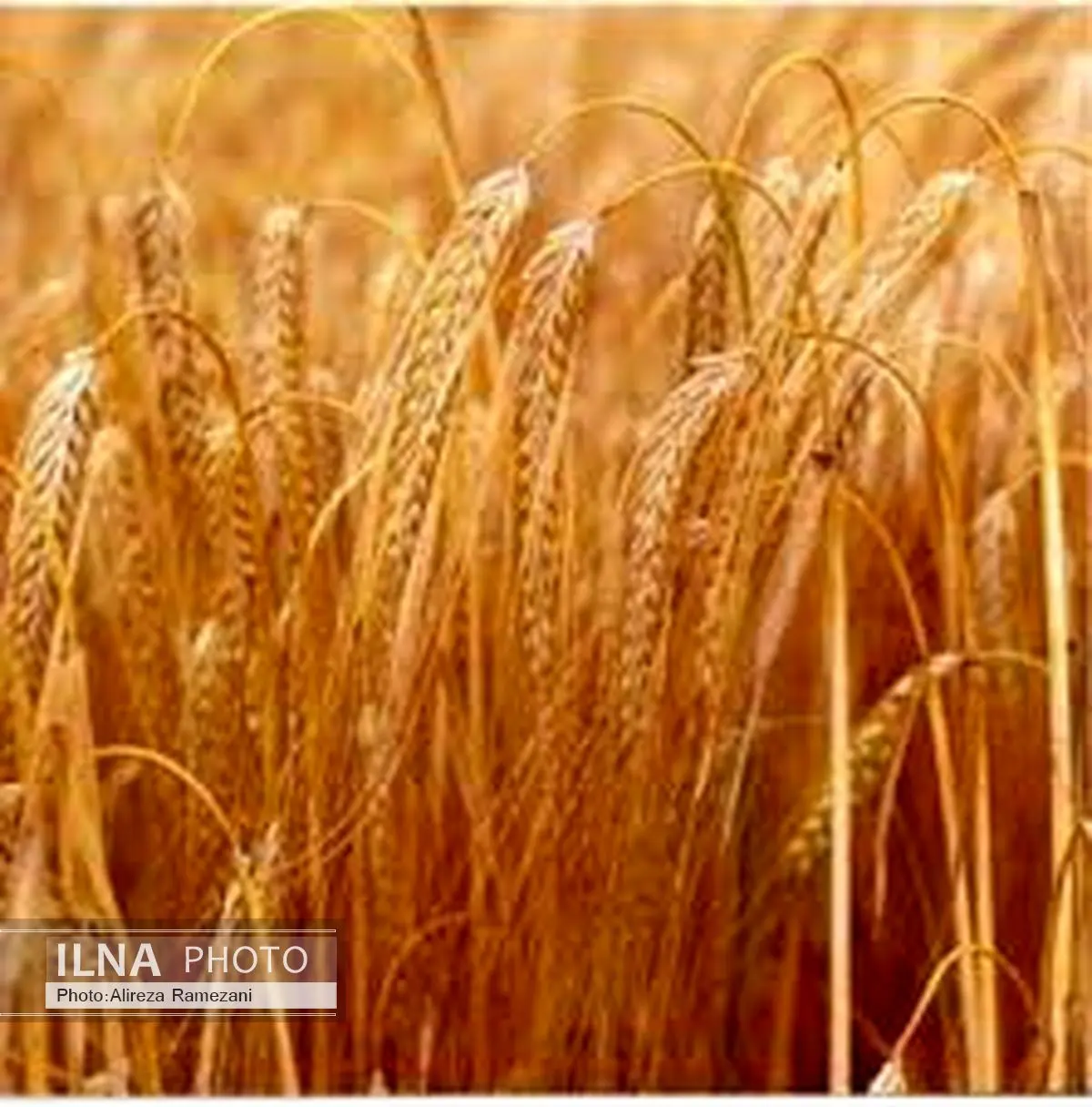 افزایش سه برابری خرید محصول جو در خراسان شمالی