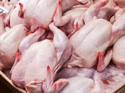 طرح حمایتی تولید قراردادی گوشت مرغ در استان قزوین آغاز شد