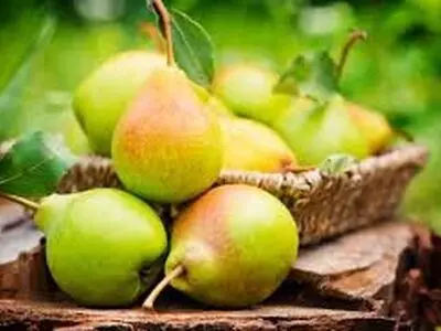 پیش‌بینی برداشت 25 هزار تن گلابی از باغات قزوین