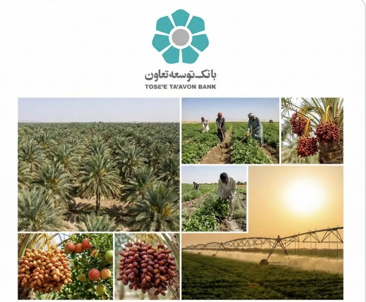 تأمین مالی زنجیره ای؛ فرصتی برای عبور کشاورزی سیستان و بلوچستان از فقر ساختاری به ارزش افزوده پایدار