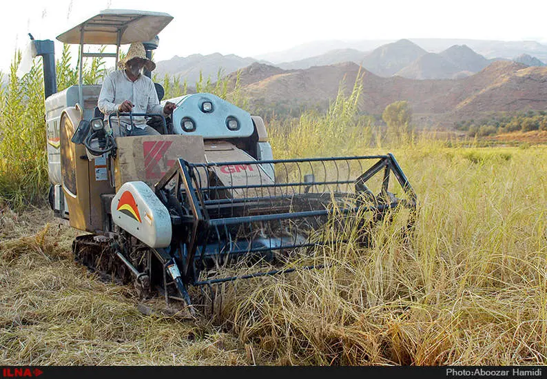 آخرین برداشت خوشه های طلایی برنج در "روستای پارودبار"رودبار گیلان