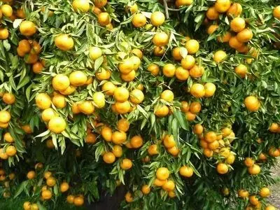 اصلاح و نوسازی باغات میوه‌های گرمسیری و نیمه‌گرمسیری برای افزایش بهره‌وری