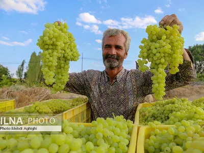 برداشت بالغ بر ۶۵۰۰۰ تن محصول انگور در استان اصفهان
