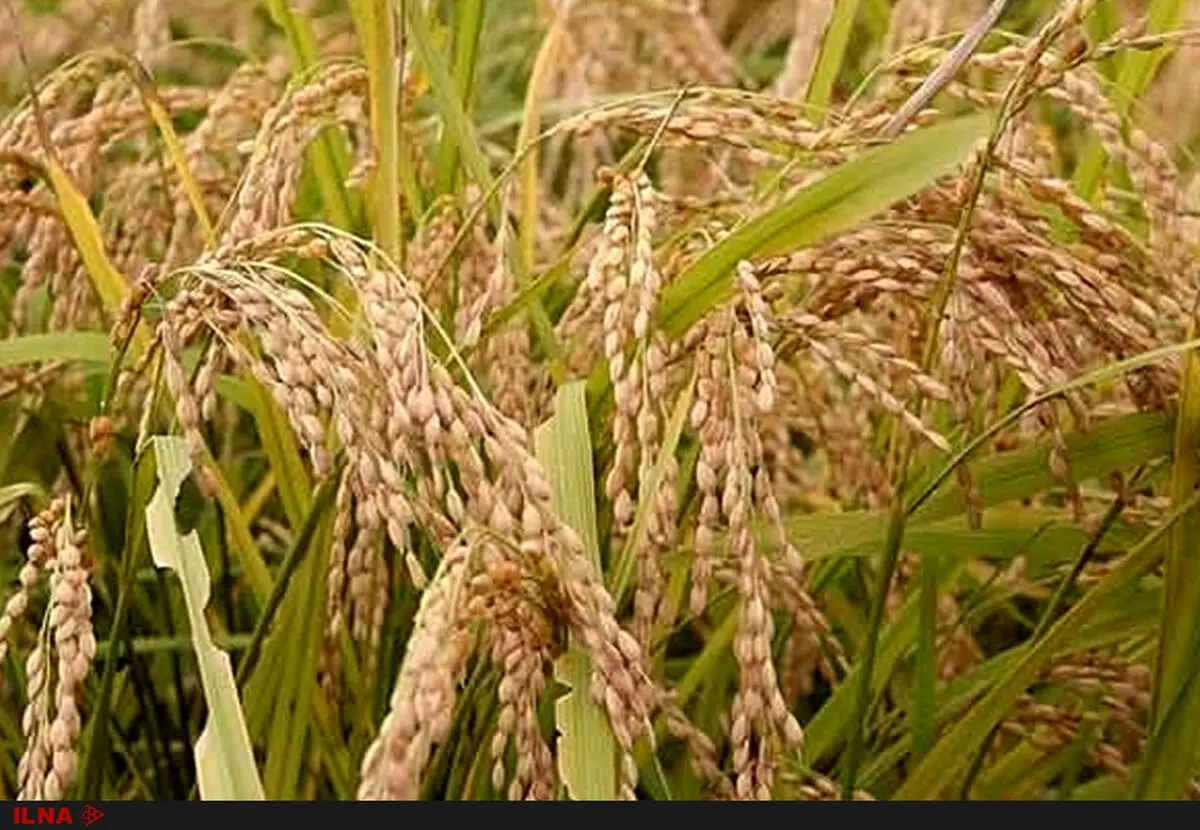 ادامه اعتراضات برنج‌کاران خوزستان/استانداری جواب روشنی نمی‌دهد