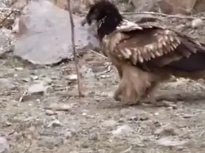 قدم‌زدن هما در پارک ملی تندوره، درگز + فیلم