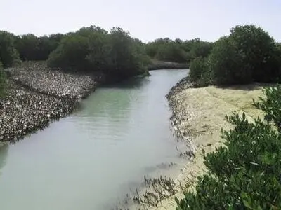 درخواست برخی از دوستداران محیط زیست بوشهر از مسئولان استان/ضرورت تجهیز منابع طبیعی بوشهر به امکانات اطفای حریق و بالگرد آب‌پاش 