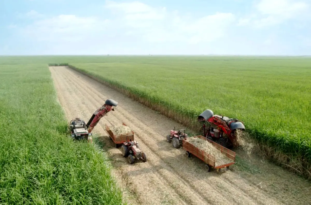 برداشت نیشکر از ابتدای فصل، ۱۰۰ درصد سبز انجام شده است/ امسال ناوگان برداشت نیشکر با ۹ هاروستر جدید تقویت شد