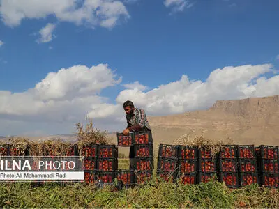 فصل برداشت گوجه‌فرنگی در مزارع مرودشت فارس