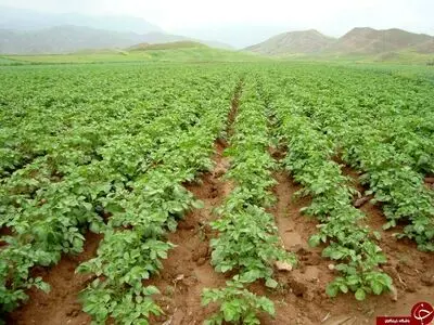 آغاز کشت سیب زمینی در مزارع شهرستان قصرشیرین 