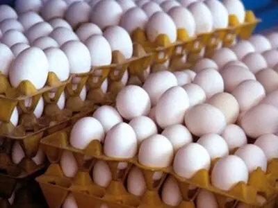 فعالیت ۲۵ واحد صنعتی تخم مرغ در آذربایجان غربی/سالانه ۱۶ هزار تن تخم‌مرغ در استان تولید می شود