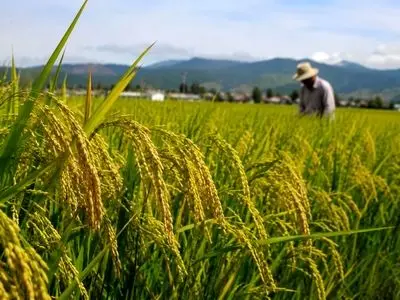 ۲۳ هزار هکتار از شالیزارهای ساری وارد مرحله خوشه‌دهی شد