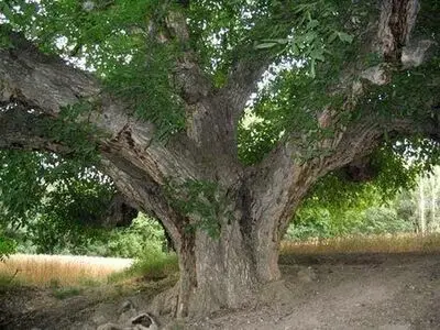 اجرای طرح حفاظت از درختان کهنسال در البرز