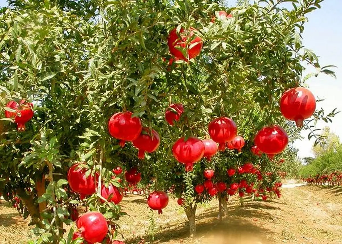 ۱۶۰۰ هکتار باغ انار درگلستان وجود دارد