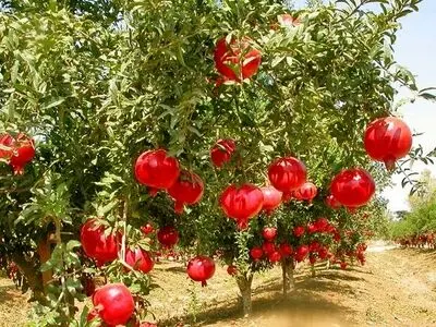 ۱۶۰۰ هکتار باغ انار درگلستان وجود دارد