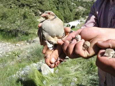 دستگیری 4 نفر متخلف زنده‌گیری پرندگان وحشی در شهرستان بوکان 