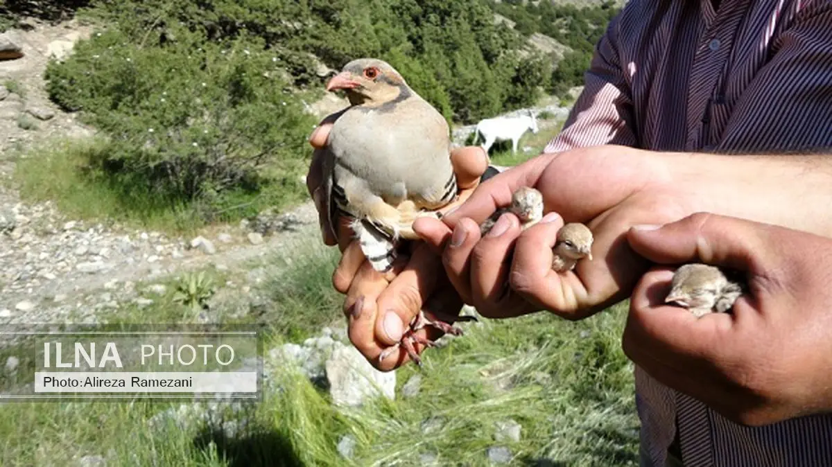 دستگیری 4 نفر متخلف زندهگیری پرندگان وحشی در شهرستان بوکان