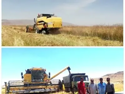 آغاز برداشت کلزا در شهرستان فسا 