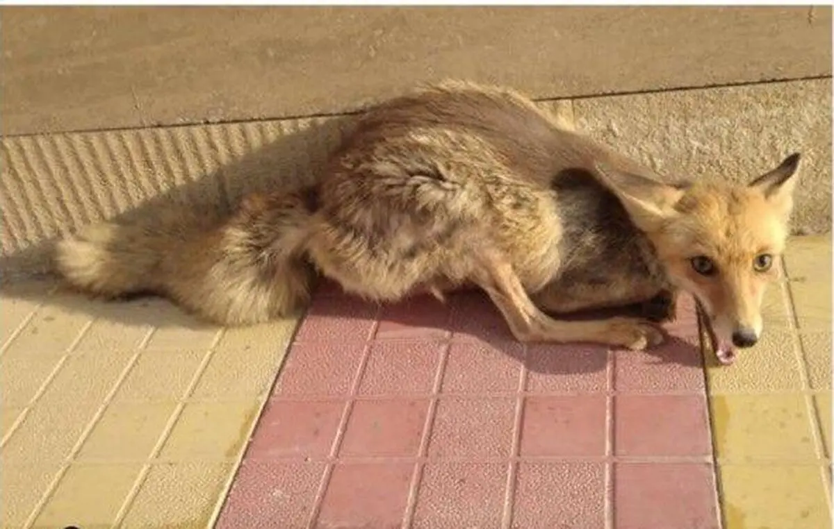 تلاش یک روباهِ مجروح برای رسیدن به پایگاه هلال‌احمر