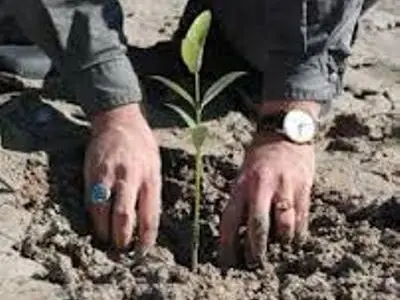 غرس 4 هزار اصله نهال در لنگرود