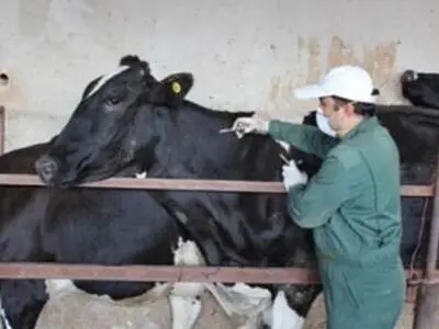 اصفهان در خط مقدم مبارزه با تب برفکی 