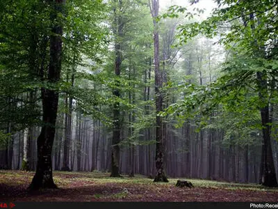 ارزیابان جنگل‌های هیرکانی خواستار پاسخ شدند