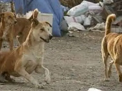 جمع‌آوری بیش از هفت هزار سگ بدون صاحب در دزفول
