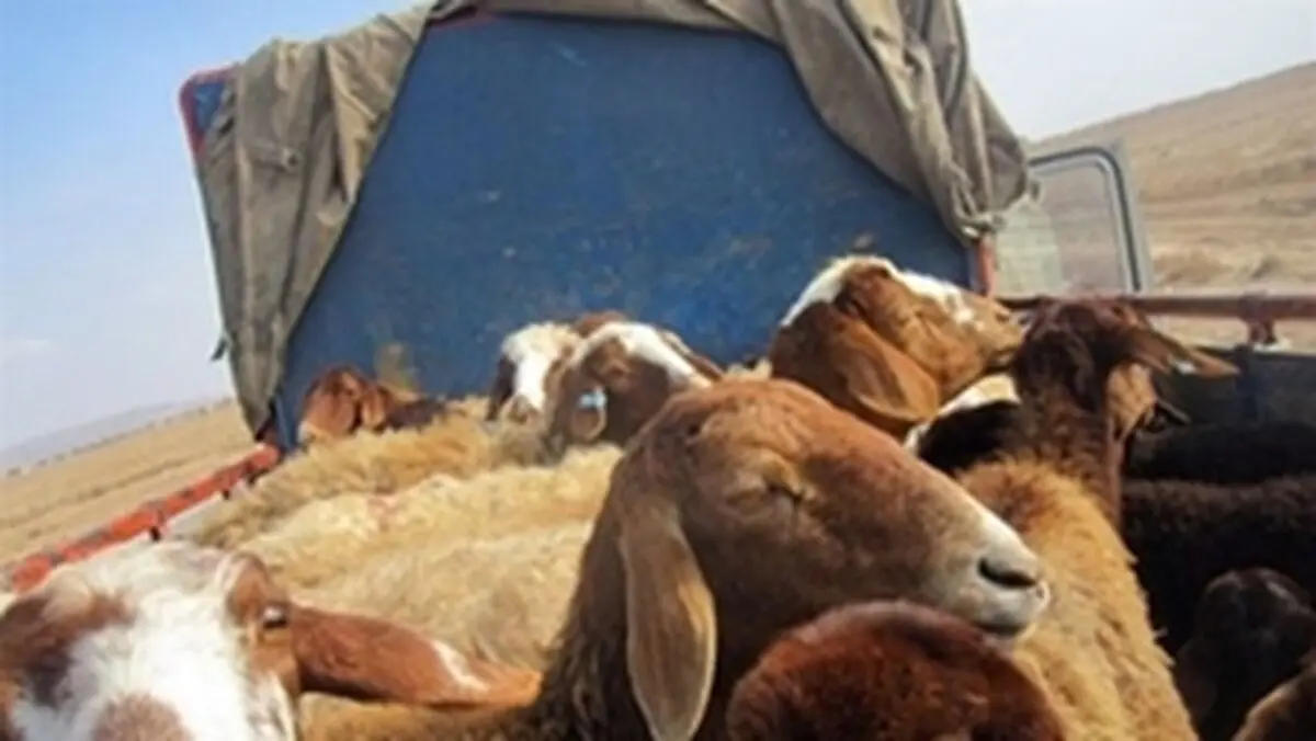 حکم ۵.۵ میلیاردی برای قاچاقچیان دام