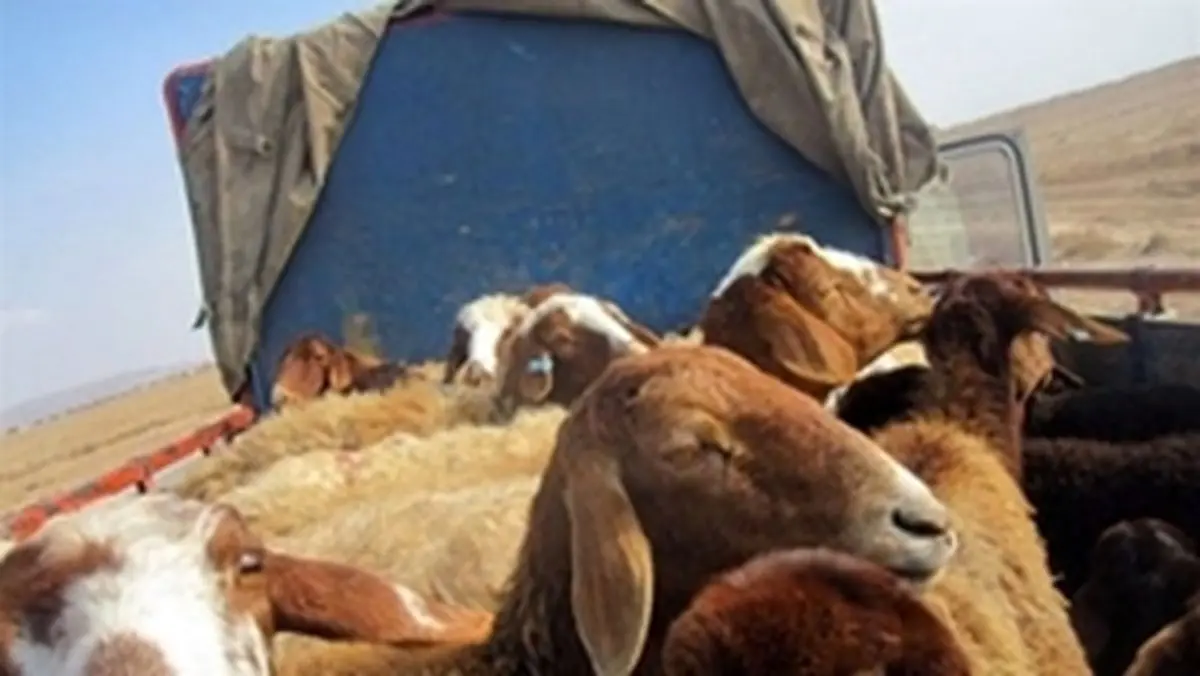 حکم ۵.۵ میلیاردی برای قاچاقچیان دام