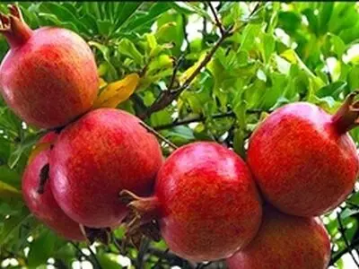 ۴ هزار تن انار از باغات شهر درجزین برداشت شد