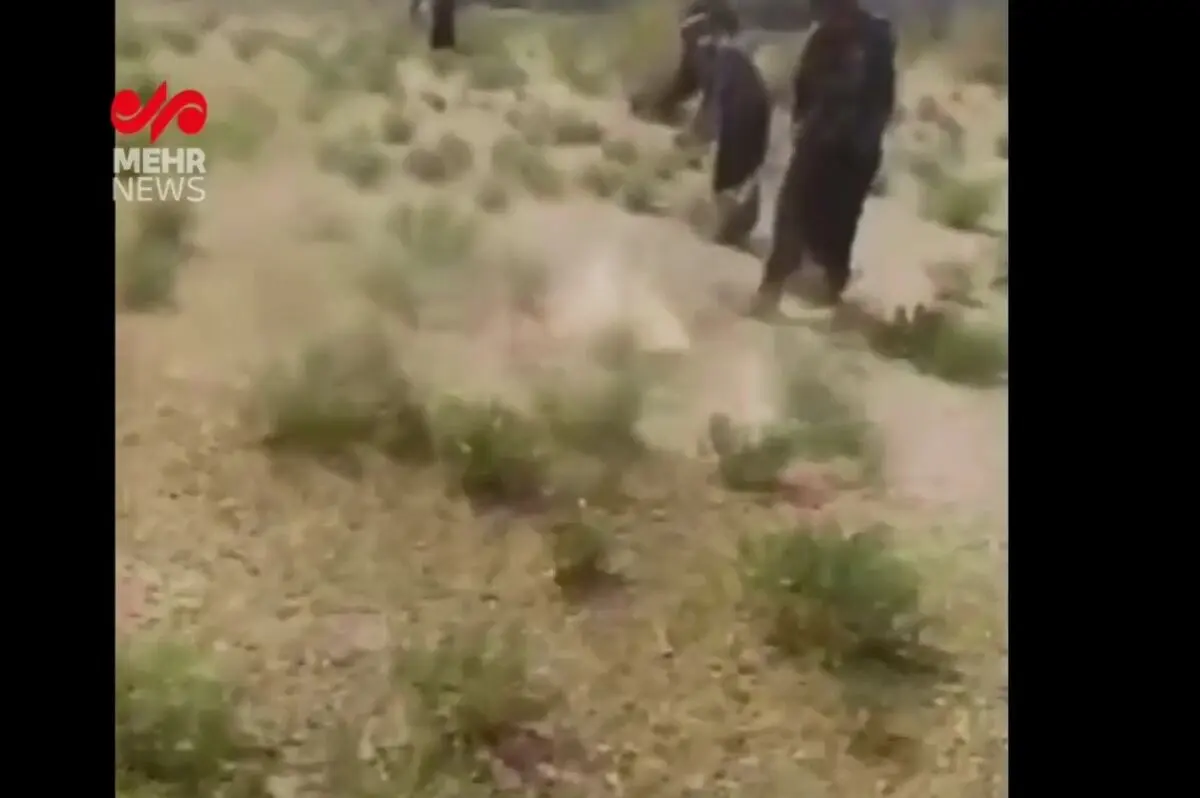هجوم ملخ‌ها به روستای چاه‌زول شهرستان مرزی خواف در خراسان رضوی + فیلم