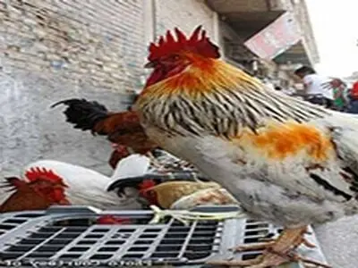بازار جدید پرنده فروشان کرمانشاه افتتاح شد