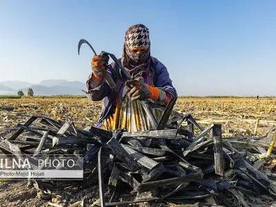 گزارش سازمان جهانی کار از زندگی مشقت‌بار یک کارگر زن پنبه چین