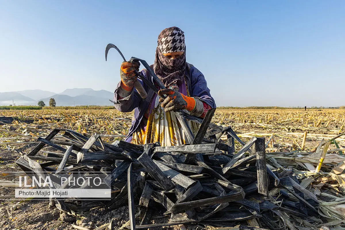 گزارش سازمان جهانی کار از زندگی مشقت‌بار یک کارگر زن پنبه چین