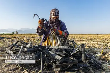 گزارش سازمان جهانی کار از زندگی مشقت‌بار یک کارگر زن پنبه چین