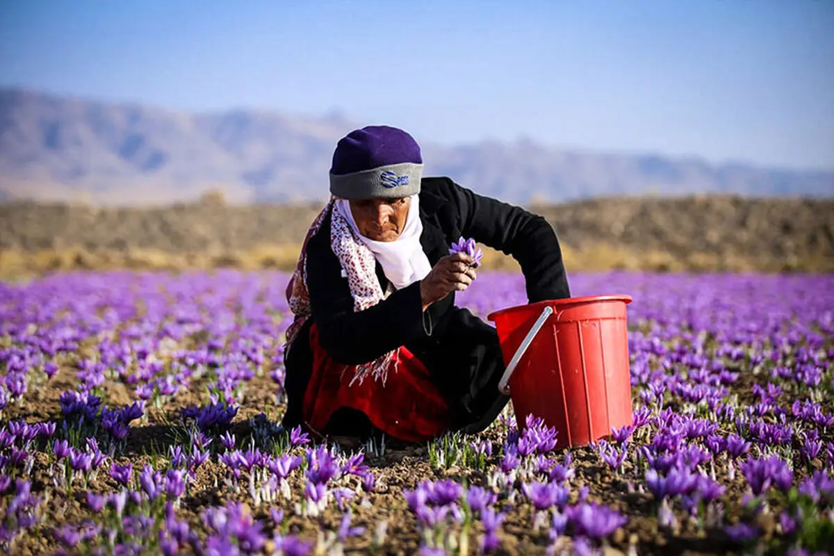تعاون روستایی در خرید و فروش زعفران حمایتی فاقد اختیار است