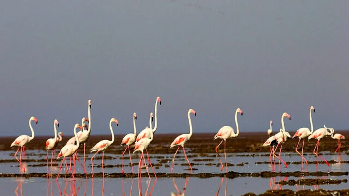 سایت پرنده‌نگری "هشیلان" بعد از ۱۲ سال افتتاح می‌شود