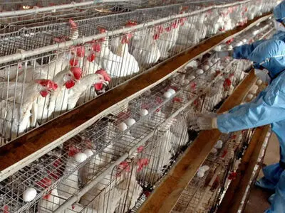 فعالیت 14 گروه پایش آنفلوآنزای فوق حاد پرندگان در مرکزی