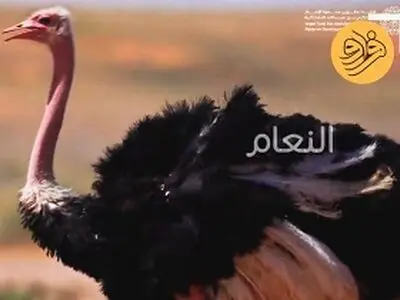 بازگشت یک پرنده ویژه به عربستان بعد از ۱۰۰ سال + فیلم