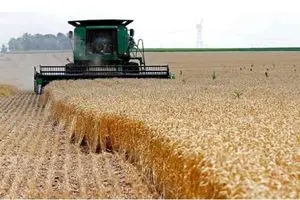 خرید تضمینی گندم بین ۴۷۵۰۰ تا ۴۹۵۰۰ تومان تعیین شد