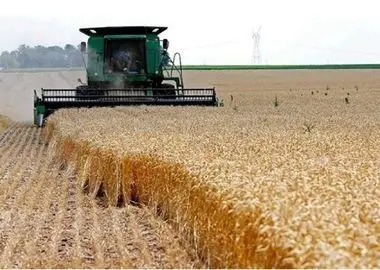 خرید تضمینی گندم بین ۴۷۵۰۰ تا ۴۹۵۰۰ تومان تعیین شد