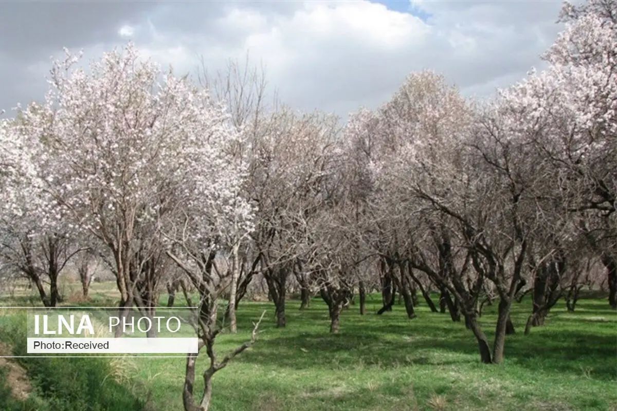 سند رسمی تک برگ برای باغستان سنتی قزوین صادر می‌شود