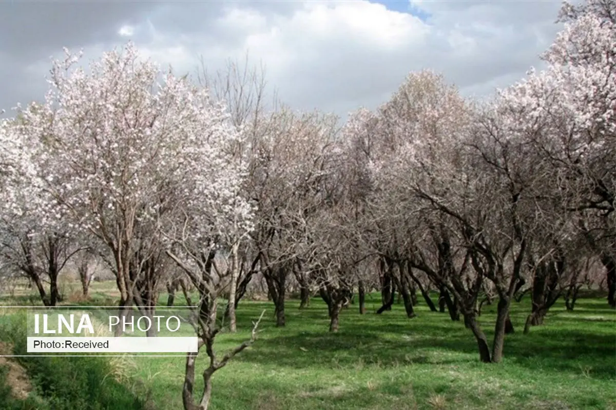 توجه جدی دپارتمان کشاورزی اتاق بازرگانی به ظرفیت‌های باغستان قزوین