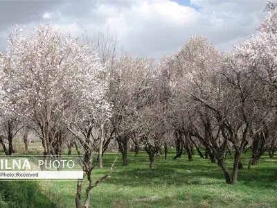 باغستان سنتی قزوین جزء نظام‌های کشاورزی ارزشمند جهانی قرار می‌گیرد