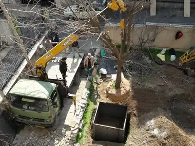 جابجایی درخت و انتقال درختان